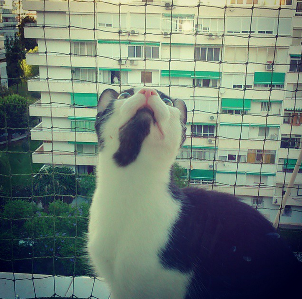 Mi gato Zafú con su malla protectora al fondo | L.C.