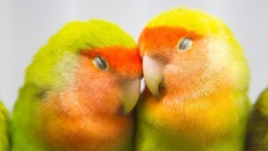 Maneras de superar el miedo al compromiso